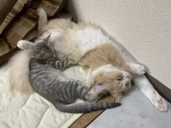 Y.I 様のお迎えした子猫