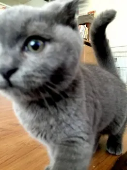 ニャーニィ 様のお迎えした子猫