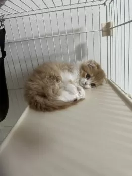 H.M 様のお迎えした子猫