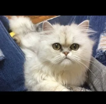 そふぃ 様のお迎えした子猫