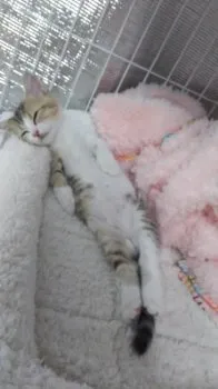 ちゃめ 様のお迎えした子猫