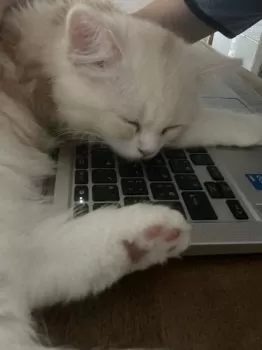 M.S 様のお迎えした子猫