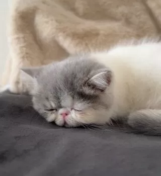 リカ 様のお迎えした子猫