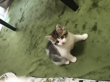 みる 様のお迎えした子猫