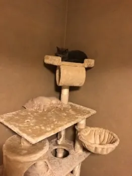 ゆみ 様のお迎えした子猫