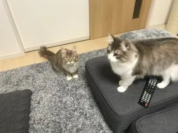 ema 様のお迎えした子猫