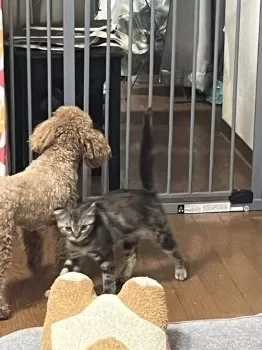 アケミ 様のお迎えした子猫