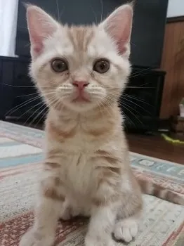 きなこママ 様のお迎えした子猫