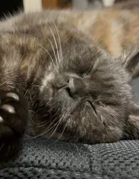 M.U 様のお迎えした子猫