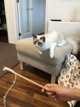 ちとちゃん 様のお迎えした子猫