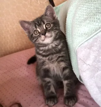 み 様のお迎えした子猫