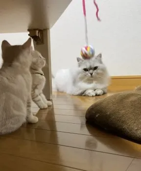 きよ 様のお迎えした子猫