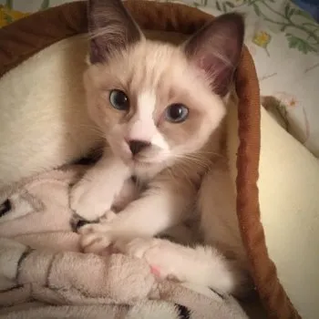 さやまる 様のお迎えした子猫