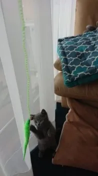ももまる 様のお迎えした子猫