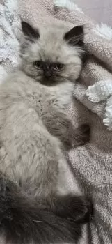 M.M 様のお迎えした子猫