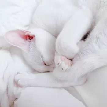 よる 様のお迎えした子猫