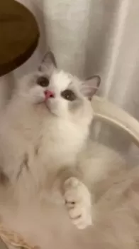 E.S 様のお迎えした子猫