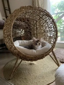 める 様のお迎えした子猫