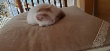 リナ 様のお迎えした子猫