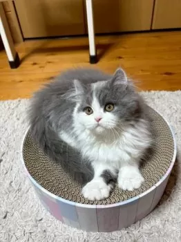 K.T 様のお迎えした子猫