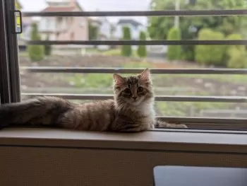 shi 様のお迎えした子猫