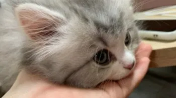 hirano 様のお迎えした子猫