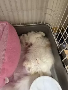 S.Y 様のお迎えした子猫