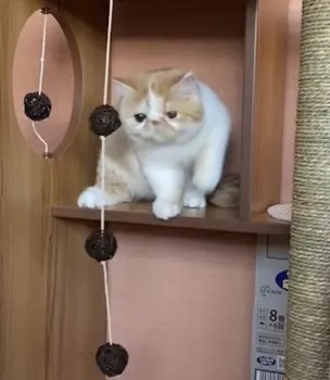 さく 様のお迎えした子猫