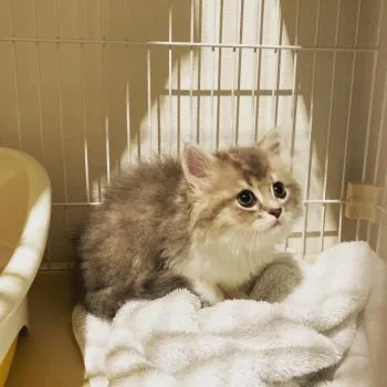 can.a 様のお迎えした子猫