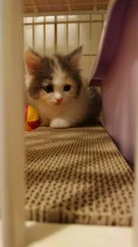 るるママ 様のお迎えした子猫