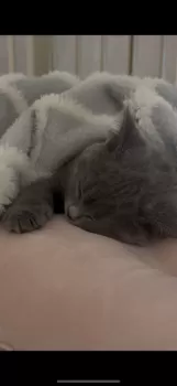 K 様のお迎えした子猫