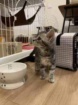 SpiceMajic 様のお迎えした子猫