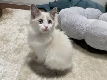 H.O 様のお迎えした子猫