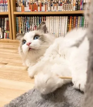 Y.K 様のお迎えした子猫