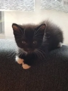 田中 眞由美 様のお迎えした子猫