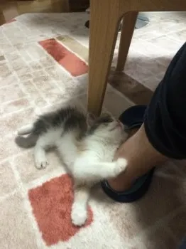 しょう 様のお迎えした子猫