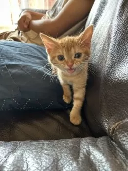 あゆママ 様のお迎えした子猫