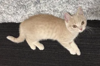 り 様のお迎えした子猫
