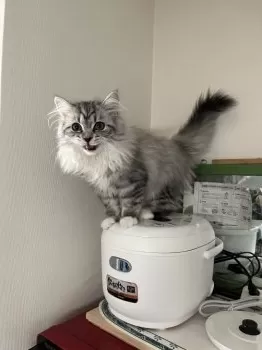 A.Y 様のお迎えした子猫