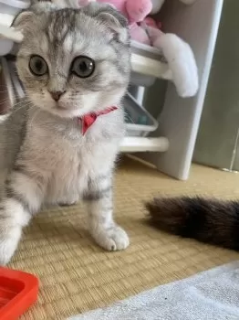 かびてやん 様のお迎えした子猫