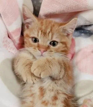 くり 様のお迎えした子猫