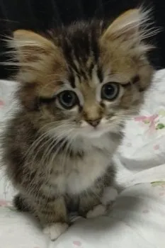 N.Y 様のお迎えした子猫