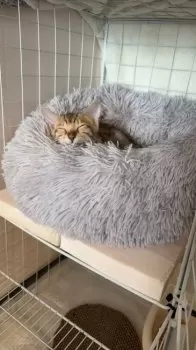 ナッツ 様のお迎えした子猫