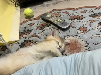 M.S 様のお迎えした子猫