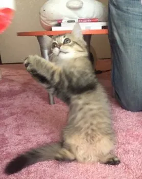 くるみ 様のお迎えした子猫