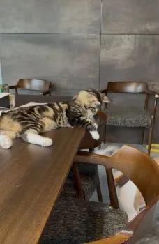 S.Y 様のお迎えした子猫
