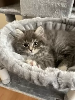 Y.M 様のお迎えした子猫