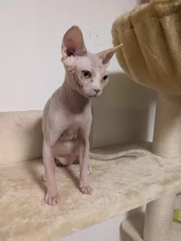 アーヤ 様のお迎えした子猫