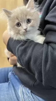 マリケル 様のお迎えした子猫