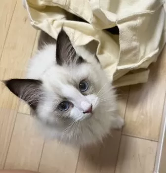 あこあこ 様のお迎えした子猫